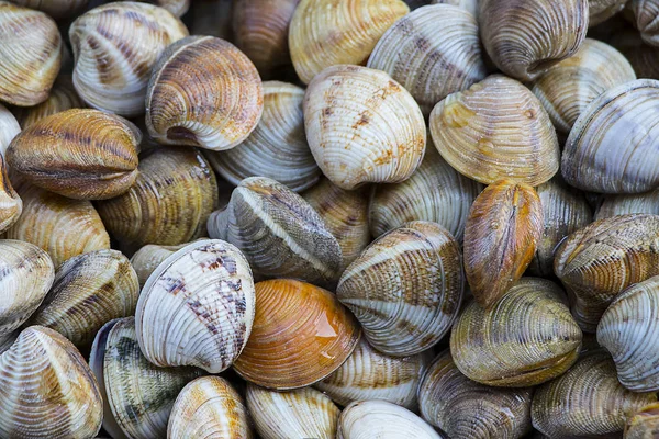 Textura Amêijoas Gigantes Almejas Huelva — Fotografia de Stock