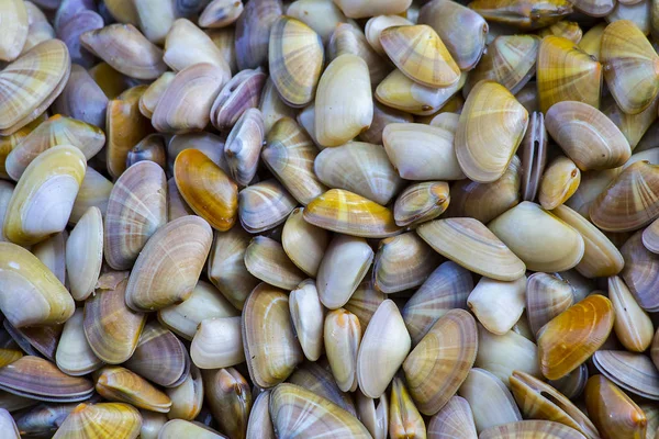 Textura Moluscos Coquina — Fotografia de Stock