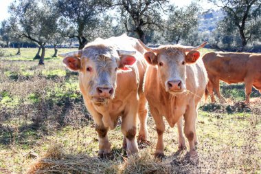 Yeşil çim ve Huelva, Endülüs, İspanya mavi gökyüzü arka plan üzerinde zeytin ağaçları ile bir çayır üzerinde otlatma inekler