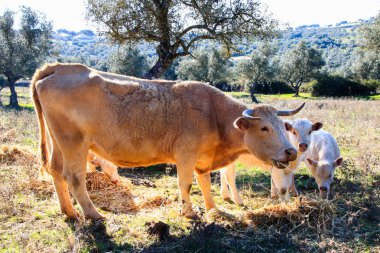 İnek ve Dana yeşil çim ve Huelva, Endülüs, İspanya mavi gökyüzü arka plan üzerinde zeytin ağaçları ile bir çayır üzerinde otlatma