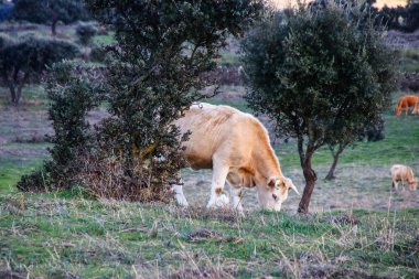Yeşil çim ve Huelva, Endülüs, İspanya mavi gökyüzü arka plan üzerinde zeytin ağaçları ile bir çayır üzerinde otlatma inekler