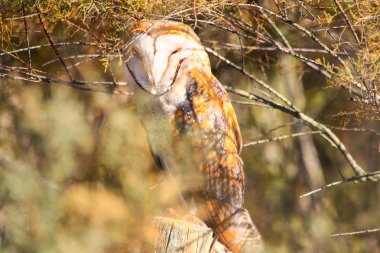 Bir çit sonrası Milli Parkı Donana Huelva - Sevilla, Endülüs, İspanya güneşli bir günde güneşlenme, peçeli baykuş tünemiş