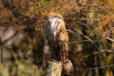 Bir çit sonrası Milli Parkı Donana Huelva - Sevilla, Endülüs, İspanya güneşli bir günde güneşlenme, peçeli baykuş tünemiş