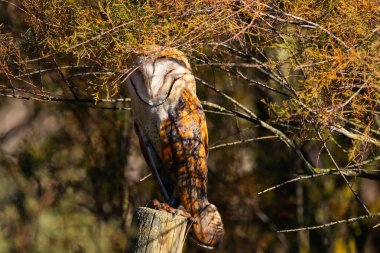 Bir çit sonrası Milli Parkı Donana Huelva - Sevilla, Endülüs, İspanya güneşli bir günde güneşlenme, peçeli baykuş tünemiş