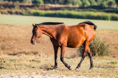 Gün batımında El Rocio köyde 