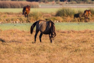 Gün batımında El Rocio köyde 