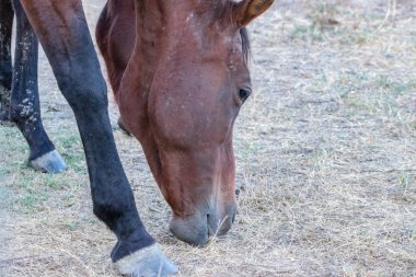 Safkan Endülüs İspanyol at 