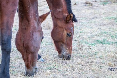 Safkan Endülüs İspanyol at 