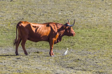 Gün batımında El Rocio köyde 