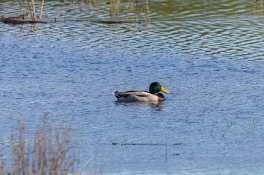 Yeşilbaş doğal alanda Donana (Donana