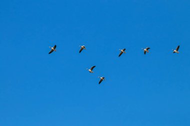 Boz kaz sürüsü geçişi doğal rezerv ve Milli Parkı Donana, Endülüs, İspanya uçan.