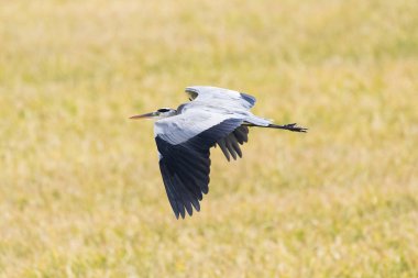 Gri balıkçıl sarı arka planda Doana, Endülüs, İspanya üzerinde uçan