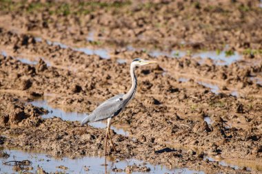 Gri balıkçıl doğal rezerv ve Milli Parkı Donana, Endülüs, İspanya.