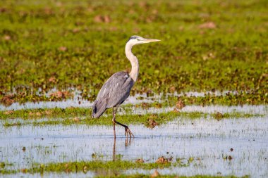 Gri balıkçıl doğal rezerv ve Milli Parkı Donana, Endülüs, İspanya.