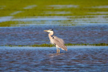 Grey heron in natural reserve and national park Donana, Andalusia, Spain. clipart