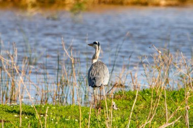 Gri balıkçıl güneşlenme doğal rezerv ve Milli Parkı Donana, Endülüs, İspanya.