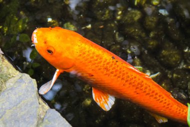 Koi veya fantezi portakal sazan