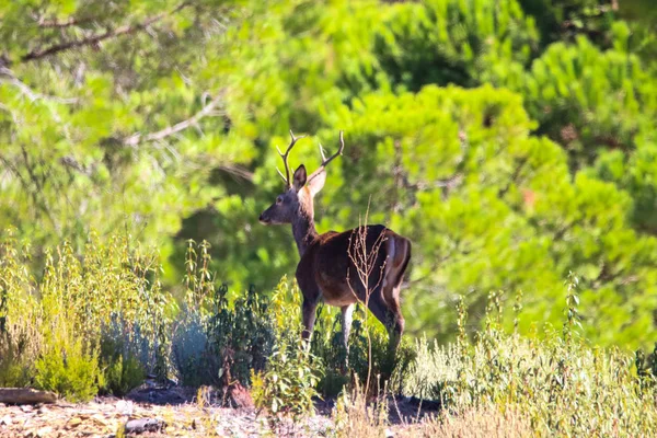 Söta Landskap Rådjur Huelva Berg Andalusien Spanien — Stockfoto