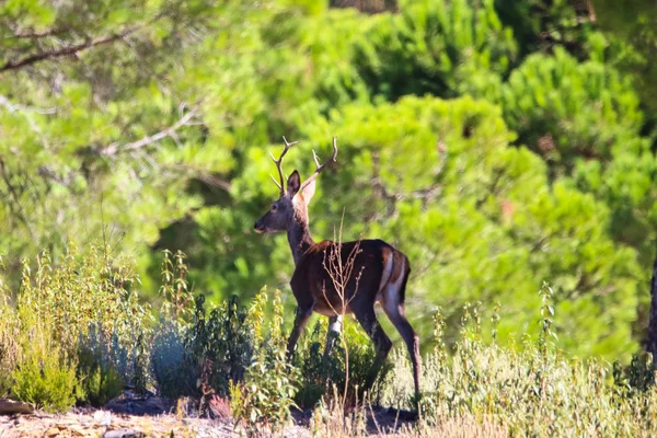 Paysage Doux Cerfs Dans Les Montagnes Huelva Andalousie Espagne — Photo