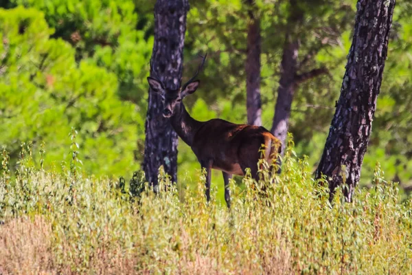 Paysage Doux Cerfs Dans Les Montagnes Huelva Andalousie Espagne — Photo