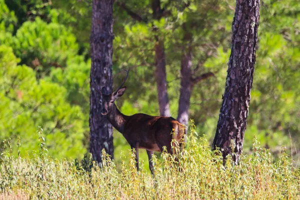 Paysage Doux Cerfs Dans Les Montagnes Huelva Andalousie Espagne — Photo