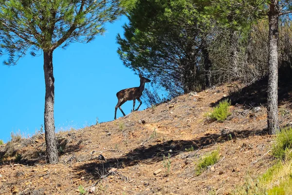 Sladký Krajina Jelenů Huelva Horách Andalusie Španělsko — Stock fotografie