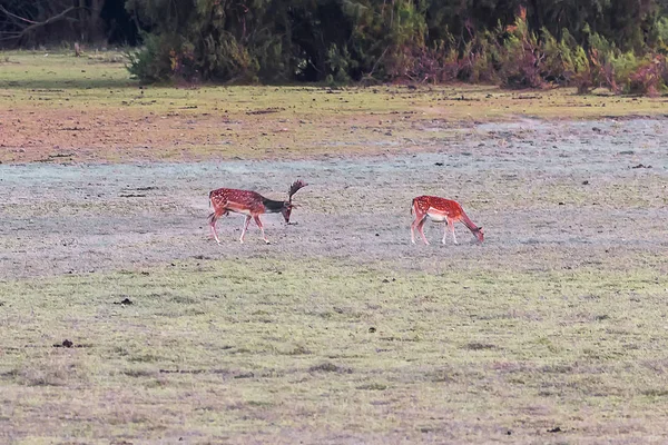 Deers Buck Donana National Park Donana Nature Reserve Rocio Village — Stock Photo, Image