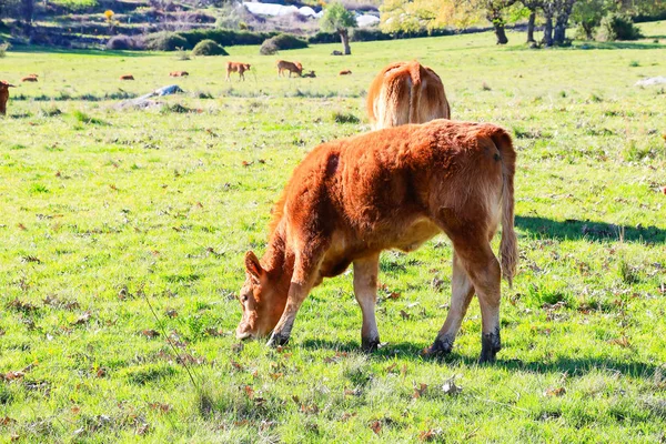 Vacas Pasto Verão — Fotografia de Stock