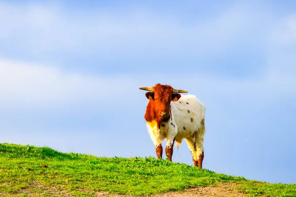 Touros Vacas Com Bezerros Paisagem Espanhola Com Prados — Fotografia de Stock