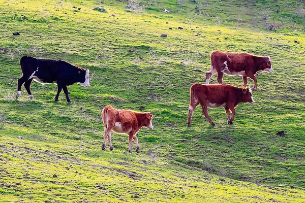 Touros Vacas Com Bezerros Paisagem Espanhola Com Prados — Fotografia de Stock