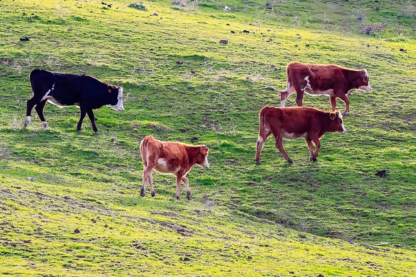 Touros Vacas Com Bezerros Paisagem Espanhola Com Prados — Fotografia de Stock