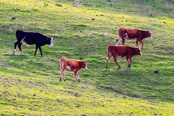 Taureaux Vaches Avec Veaux Dans Paysage Espagnol Avec Prairies — Photo