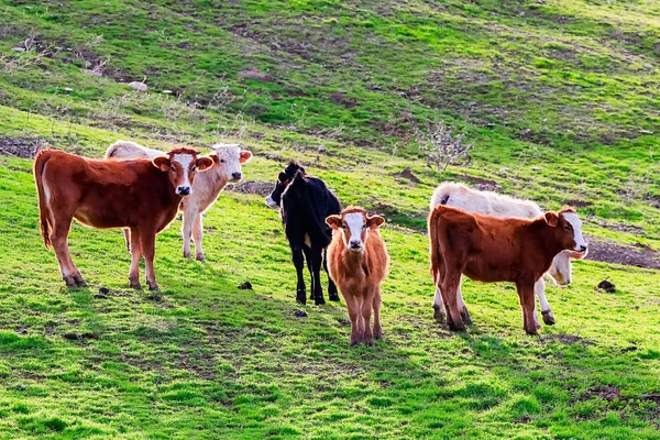 Tori Mucche Con Vitelli Nel Paesaggio Spagnolo Con Prati — Foto Stock