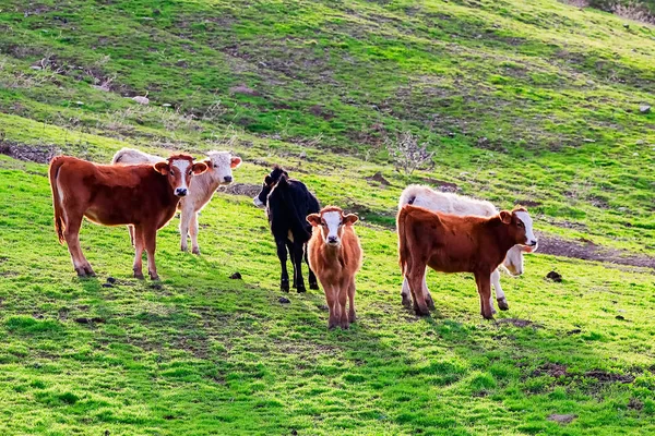 Taureaux Vaches Avec Veaux Dans Paysage Espagnol Avec Prairies — Photo