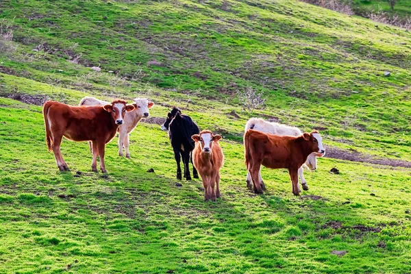 Touros Vacas Com Bezerros Paisagem Espanhola Com Prados — Fotografia de Stock