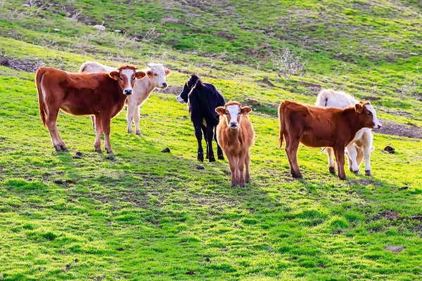 Tori Mucche Con Vitelli Nel Paesaggio Spagnolo Con Prati — Foto Stock