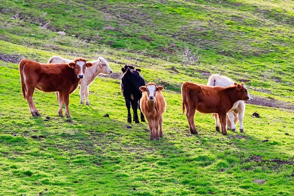 Bulls and cows with  calves in Spanish landscape with meadows