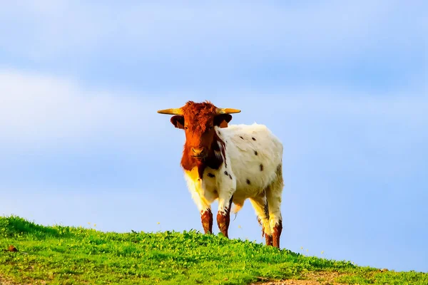 公牛和母牛与小牛在西班牙风景与草甸 — 图库照片