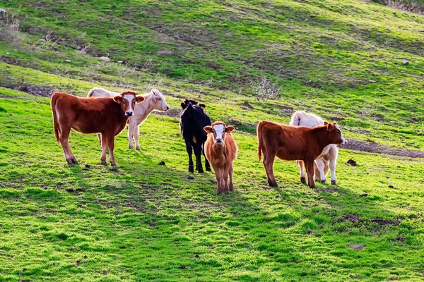 Touros Vacas Com Bezerros Paisagem Espanhola Com Prados — Fotografia de Stock