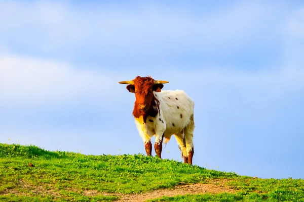 Stieren Koeien Met Kalveren Spaanse Landschap Met Weilanden — Stockfoto