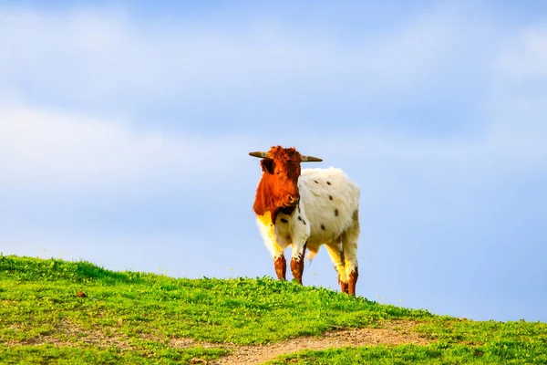 Touros Vacas Com Bezerros Paisagem Espanhola Com Prados — Fotografia de Stock