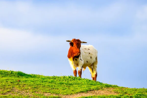 Stiere Und Kühe Mit Kälbern Spanischer Landschaft Mit Wiesen — Stockfoto