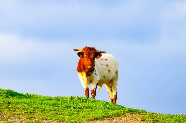 Touros Vacas Com Bezerros Paisagem Espanhola Com Prados — Fotografia de Stock