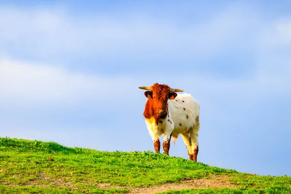 Touros Vacas Com Bezerros Paisagem Espanhola Com Prados — Fotografia de Stock