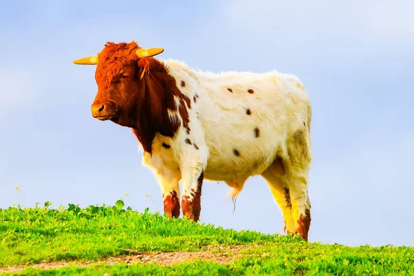 Bulls and cows with  calves in Spanish landscape with meadows