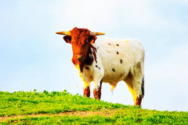 Bulls Cows Calves Spanish Landscape Meadows — Stock Photo, Image