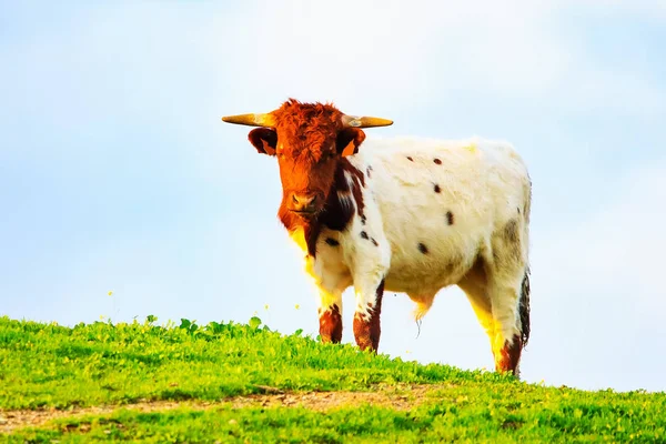 Touros Vacas Com Bezerros Paisagem Espanhola Com Prados — Fotografia de Stock