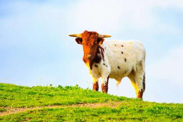 Touros Vacas Com Bezerros Paisagem Espanhola Com Prados — Fotografia de Stock