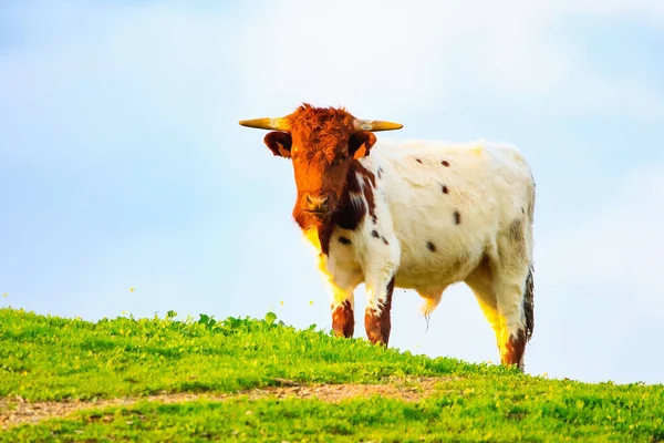 Touros Vacas Com Bezerros Paisagem Espanhola Com Prados — Fotografia de Stock