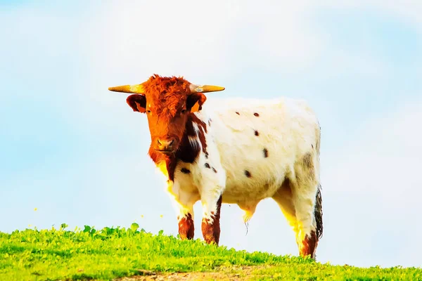 Touros Vacas Com Bezerros Paisagem Espanhola Com Prados — Fotografia de Stock